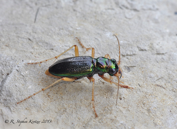 Tetracha virginica